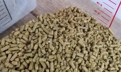 Green Belly - A cerveja com lúpulos Catarinenses