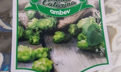 Green Belly - A cerveja com lúpulos Catarinenses