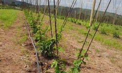Green Belly - A cerveja com lúpulos Catarinenses