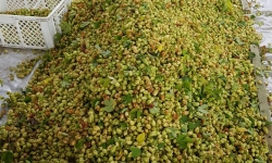 Green Belly - A cerveja com lúpulos Catarinenses