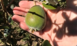Lançamento - Catharina Sour Feijoa